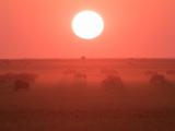 Africa 024 : Africa, Animal, Botswana, Grassland, Landscape, Makgadikgadi, Mammal, Nature, Sunset, Wildebeest